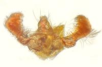 Lobesia bicinctana