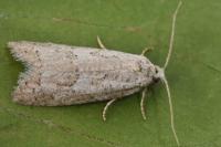 Cnephasia hellenica