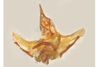 Cnephasia hellenica