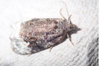 Apotomis capreana