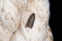 Carpatolechia decorella
