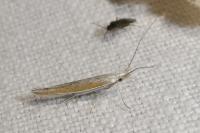 Coleophora semicinerea