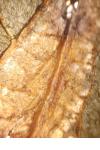 Phyllonorycter