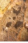 Phyllonorycter