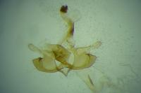 Coleophora variicornis