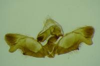 Rhyacionia miniatana