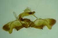 Rhyacionia miniatana