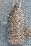 Agonopterix rutana