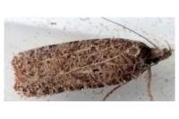 Agonopterix rutana