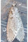 Diurnea fagella