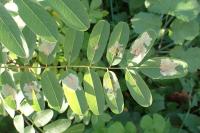 Parectopa robiniella
