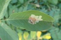 Parectopa robiniella