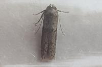 Blastobasis phycidella