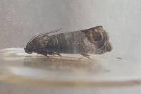 Cydia pomonella