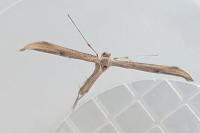 Emmelina monodactyla