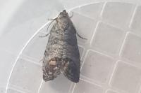 Cydia pomonella