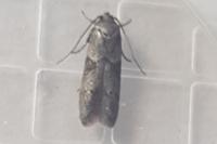 Blastobasis glandulella