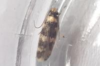 Oegoconia caradjai