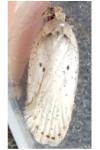 Agonopterix yeatiana