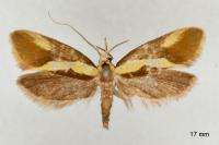 Harpella forficella