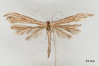 Emmelina monodactyla