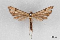 Platyptilia calodactyla