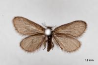 Epichnopterix sieboldii