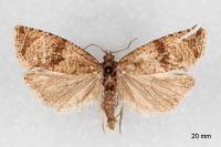 Celypha striana