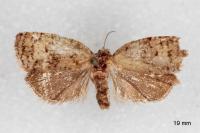 Dichelia histrionana