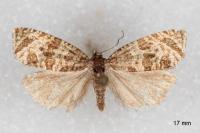 Celypha rivulana