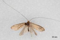 Nematopogon metaxella