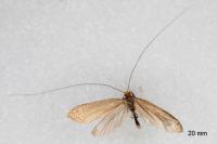 Nematopogon metaxella