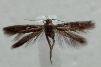 Scythris terrenella