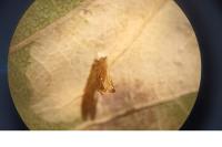 Phyllonorycter harrisella