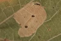 Phyllonorycter harrisella