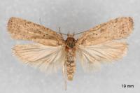 Agonopterix scopariella
