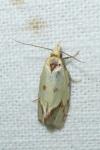 Agapeta hamana