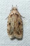 Agonopterix arenella