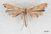 Emmelina monodactyla