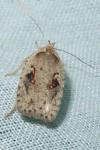 Agonopterix ocellana