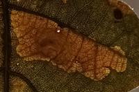 Tischeria dodonaea