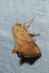 Apoda limacodes