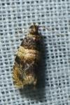 Celypha aurofasciana