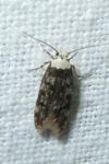 Endrosis sarcitrella