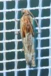 Eucosma gr. cana