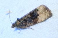 Hedya ochroleucana