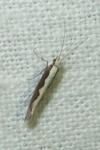 Plutella xylostella
