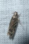 Psoricoptera gibbosella