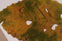 Stigmella microtheriella