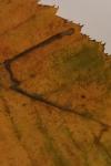 Stigmella microtheriella